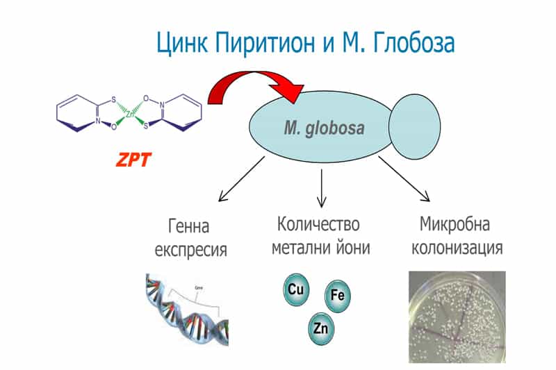 Терапевтичен подход при Malassezia фоликулити, себорейни състояния и други инфекции, причинени от дрожди