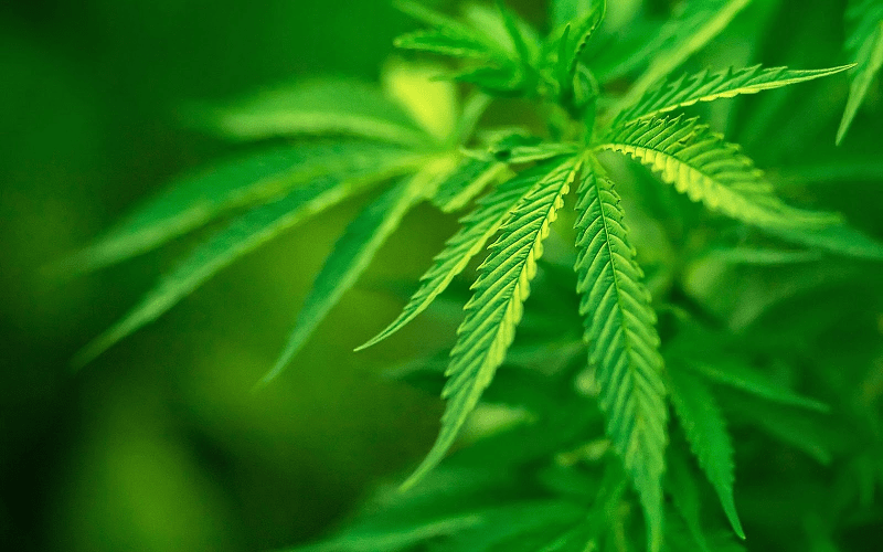 Македония легализира марихуаната за медицински цели
