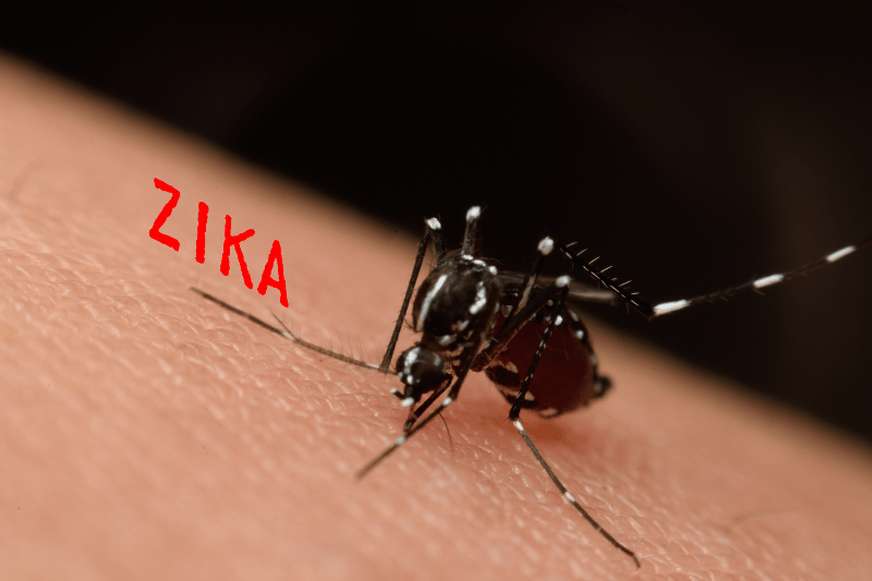 Някои райони от България попадат в рискови зони за вируса Зика