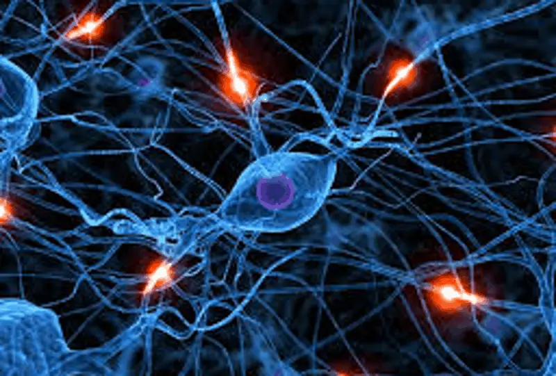 Столовите клетки в неврологията