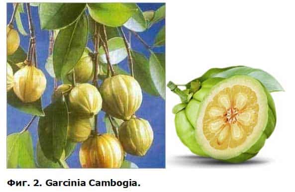 Garcinia Cambogia