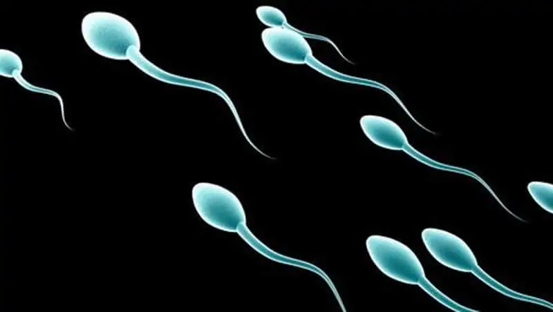 параметрите на човешката сперма – качество и количество