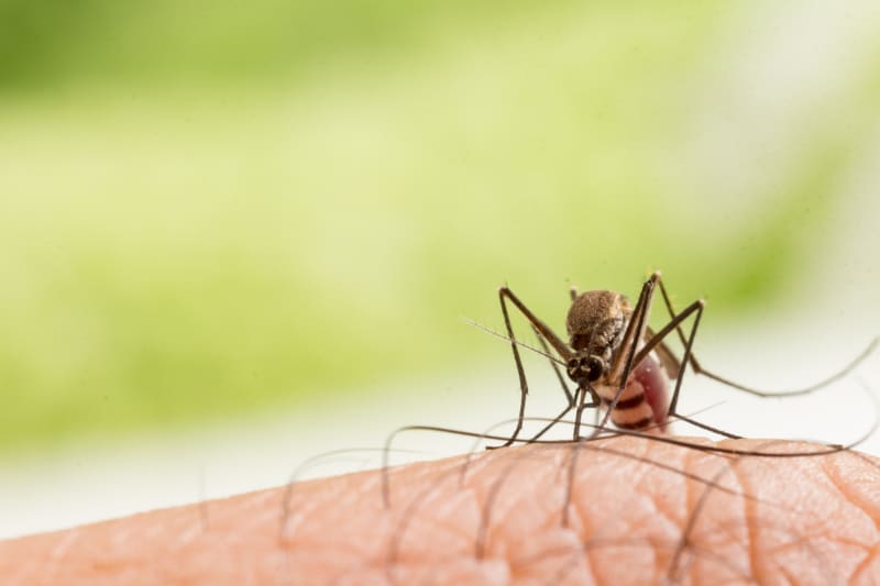 ЖЪЛТА ТРЕСКА