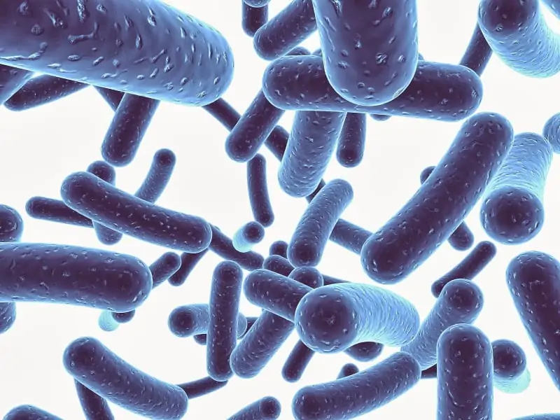 Пробиотици и гастроинтестиналната екосистема