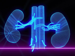 Хронично бъбречно заболяване - дефиниция, диагностика и контрол | GPNews
