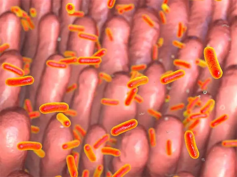 Човешкият чревен микробиом