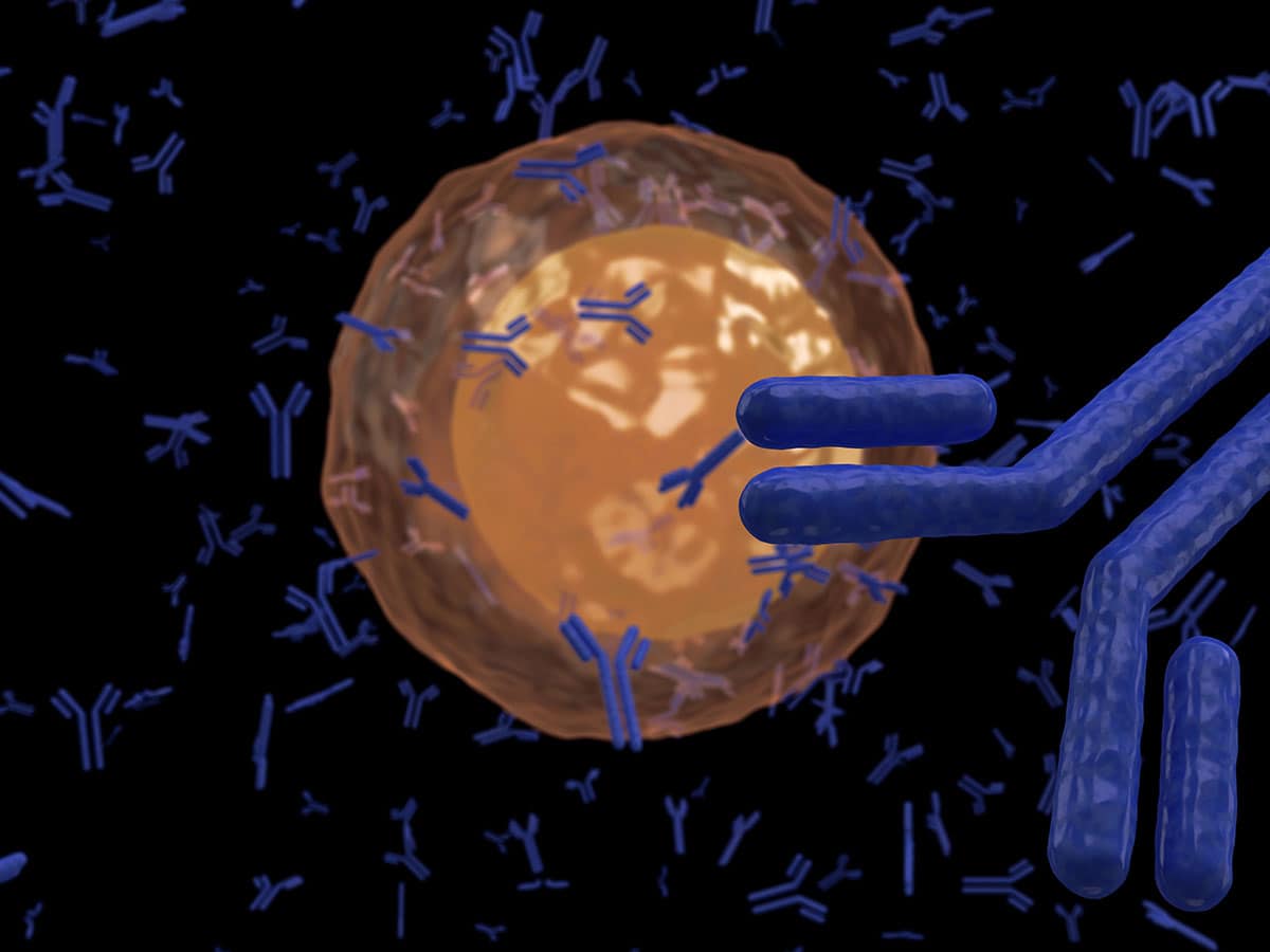 антинуклеарни антитела