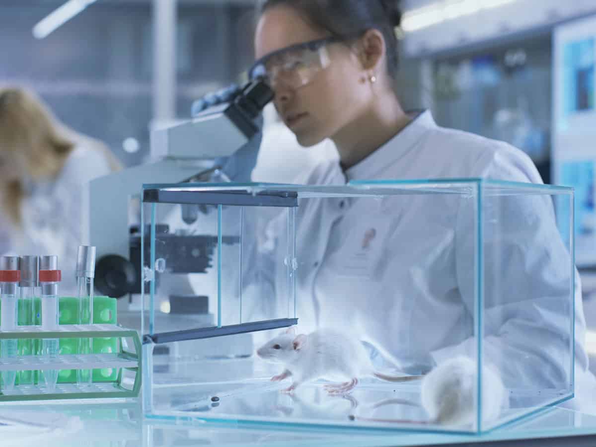 Експериментални модели на затлъстяване при плъхове