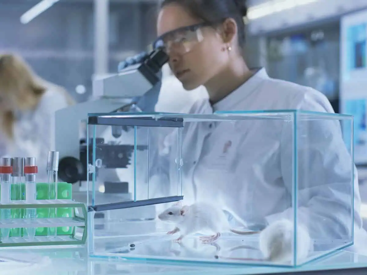 Експериментални модели на затлъстяване при плъхове