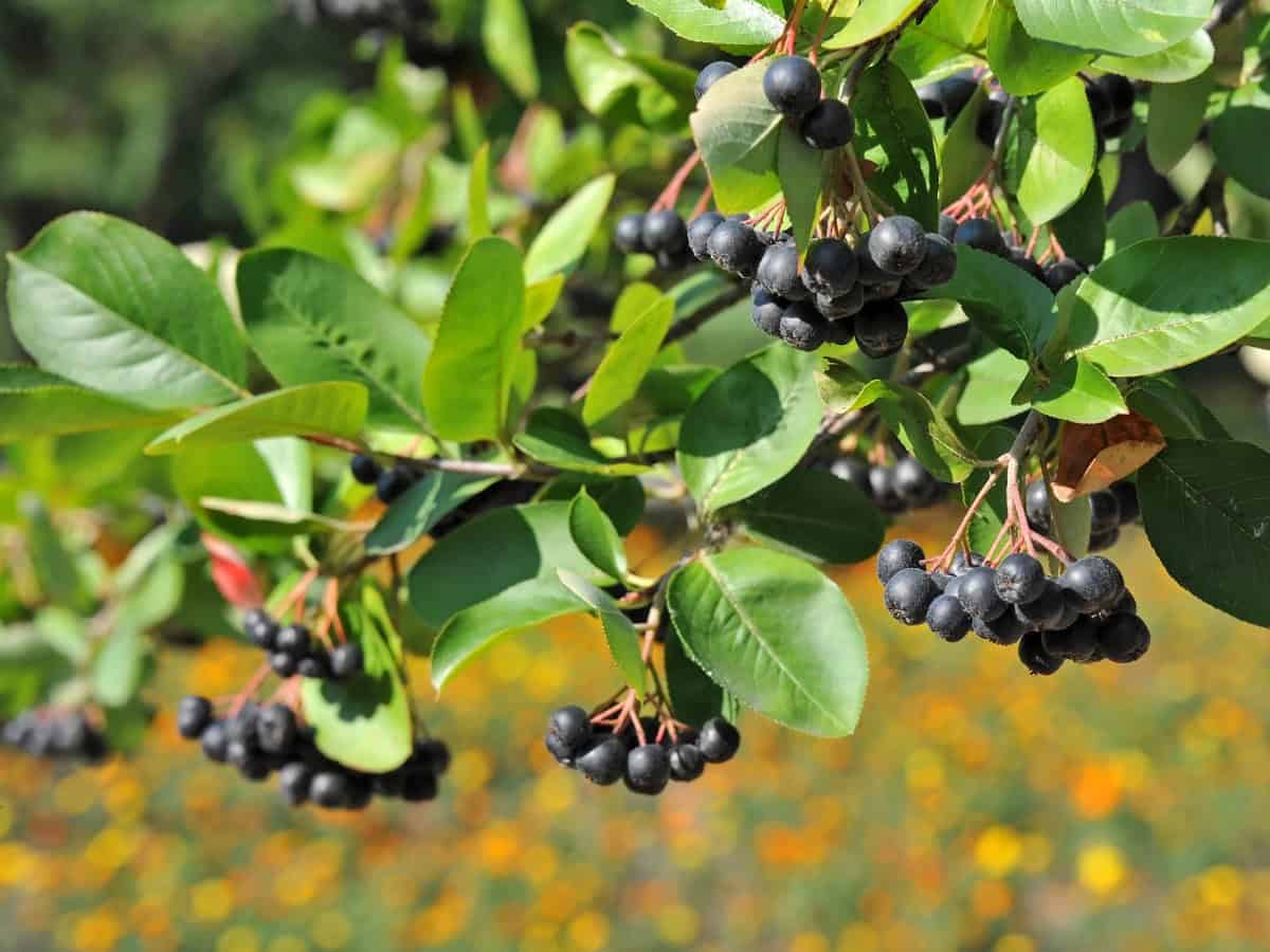 Кардиопротективни свойства на Aronia melanocarpa